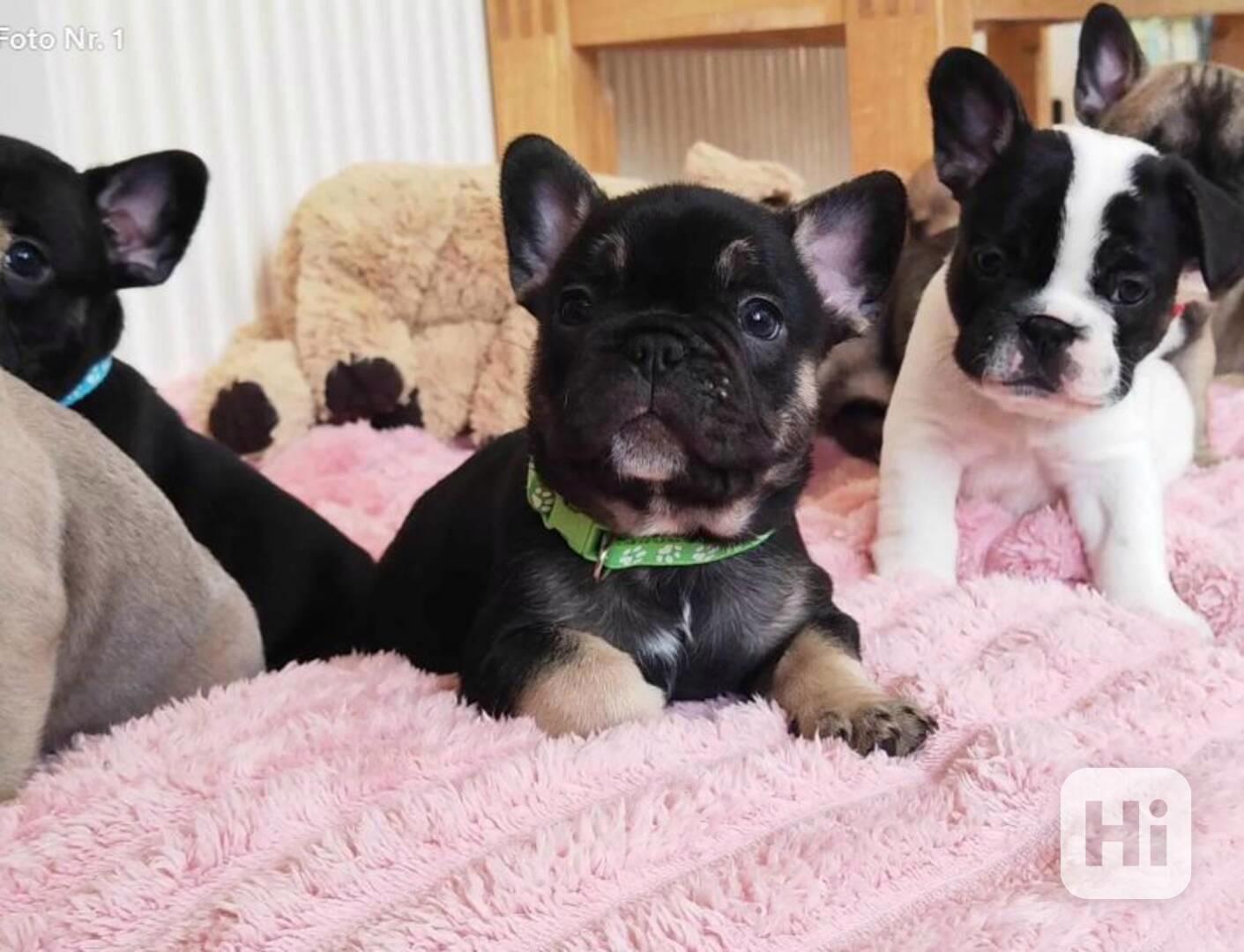 Nejzdravější štěňata francouzského buldočka k odběru.  - foto 1
