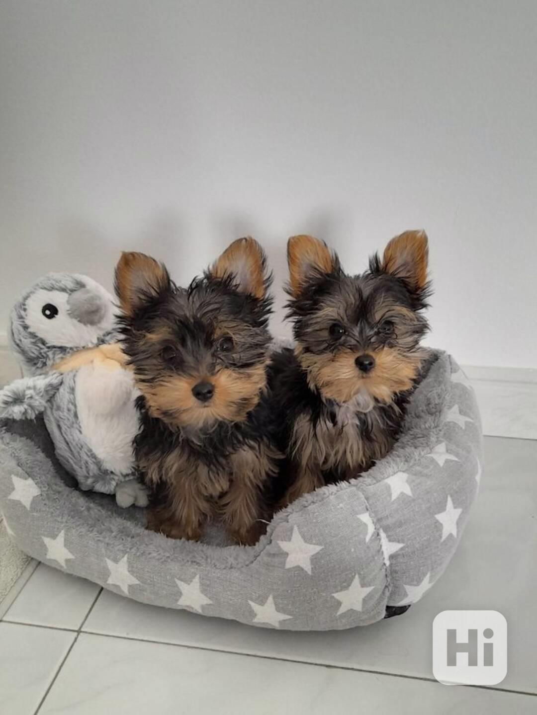  Dárek zdarma Dvě štěňata Yorkie k adopci zdarma   - foto 1