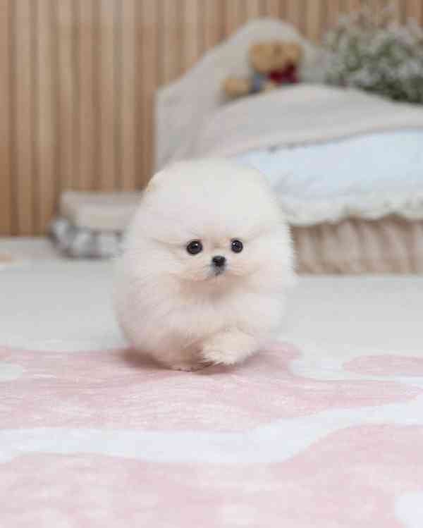 Nádherná štěňata mini pomeranianů – vychovaná s láskou - foto 1