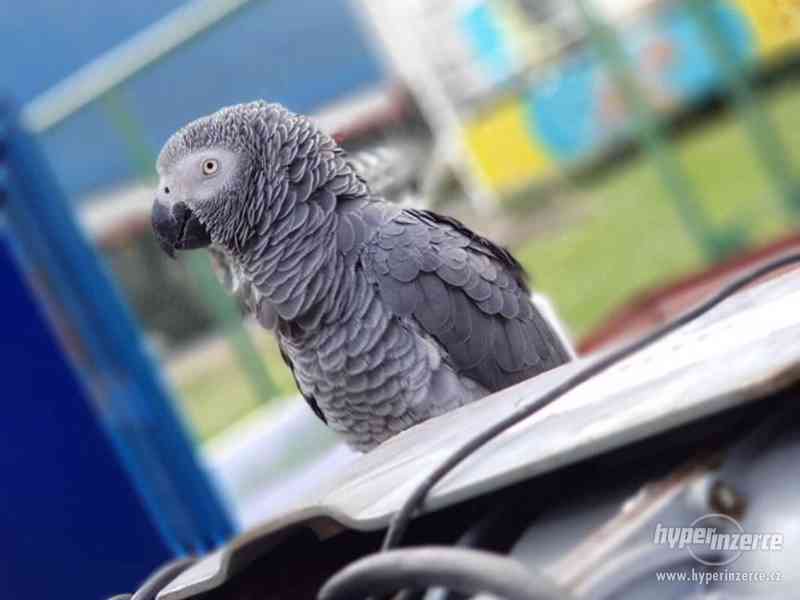 Prodám papouška Žako Kongo šedÿ - foto 1