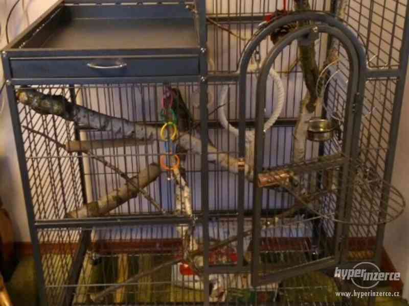 Prodám papouška Žako Kongo šedÿ - foto 6