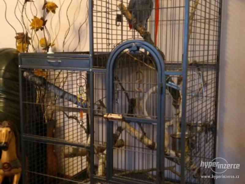 Prodám papouška Žako Kongo šedÿ - foto 7