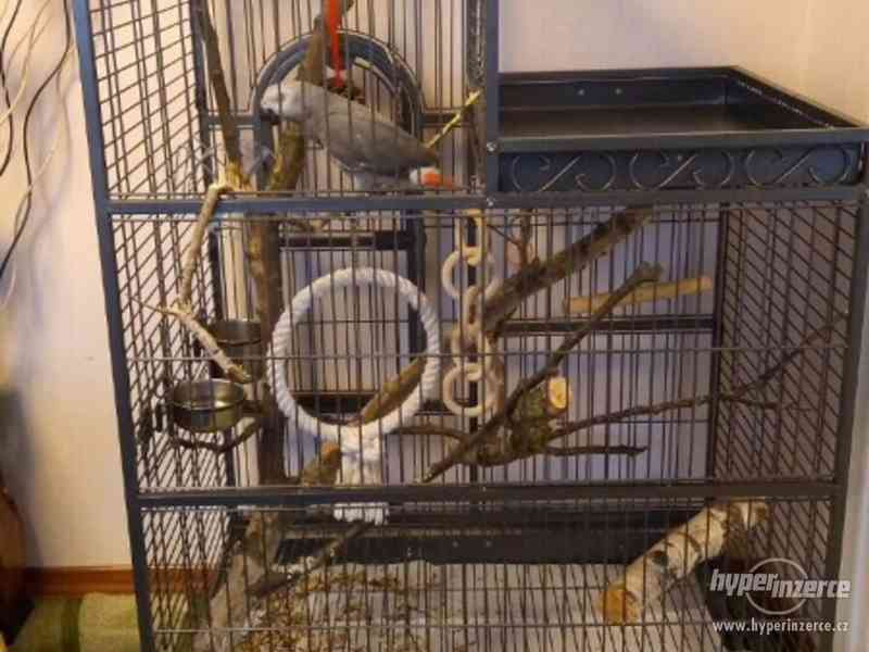 Prodám papouška Žako Kongo šedÿ - foto 9