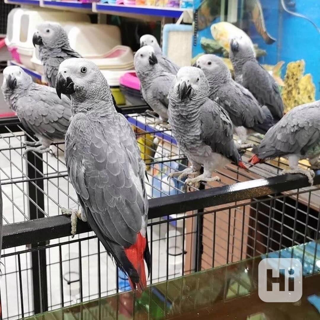 🦜 Papoušci šedí s doklady - foto 1