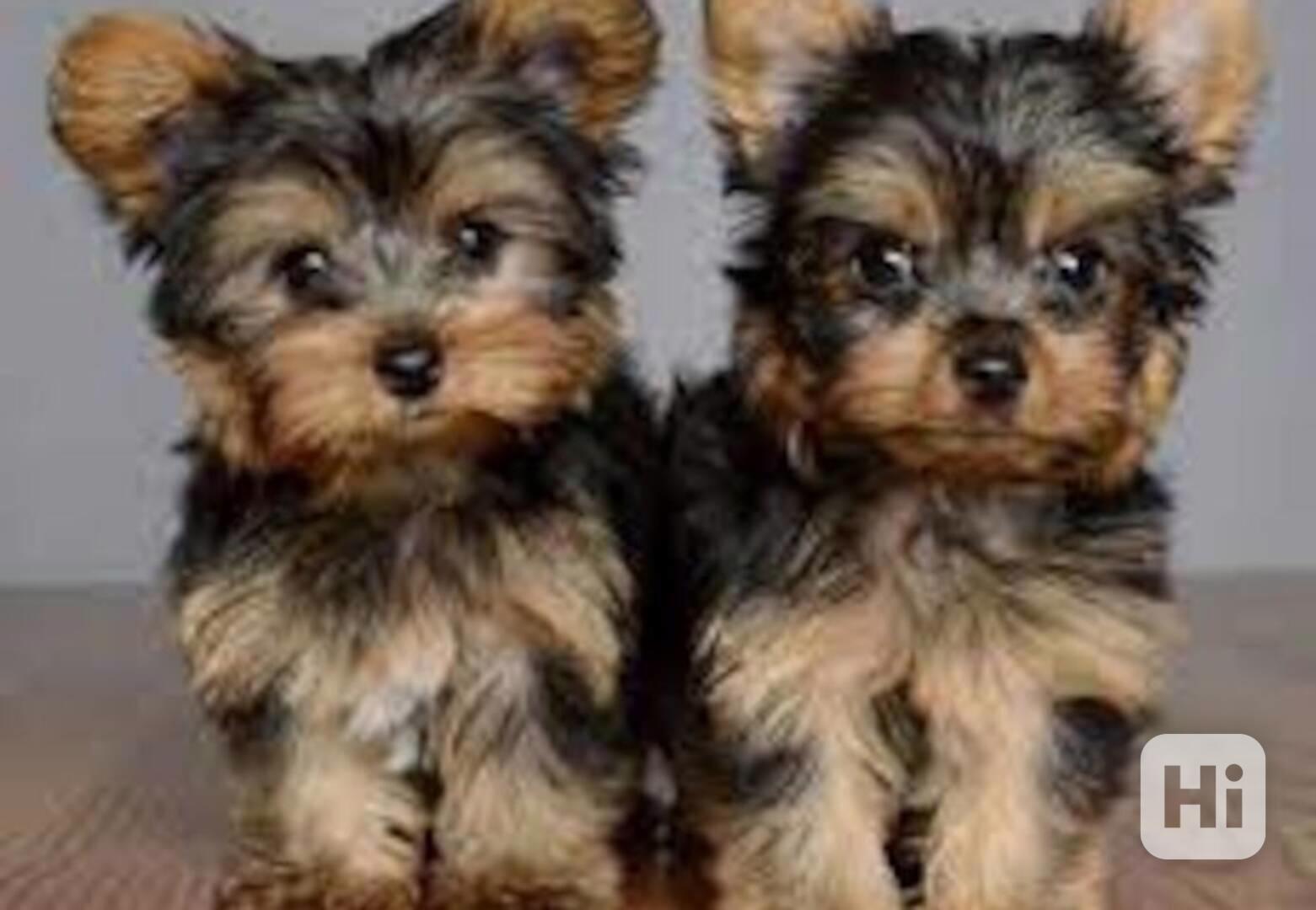 Štěně jorkšíra odchovaného v kvalitní rodině - foto 1