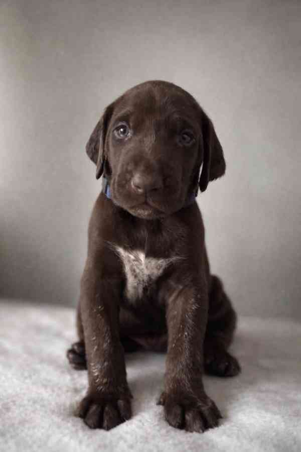 Německý ohař - foto 3