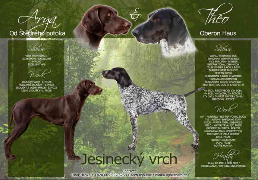 Německý ohař - foto 7