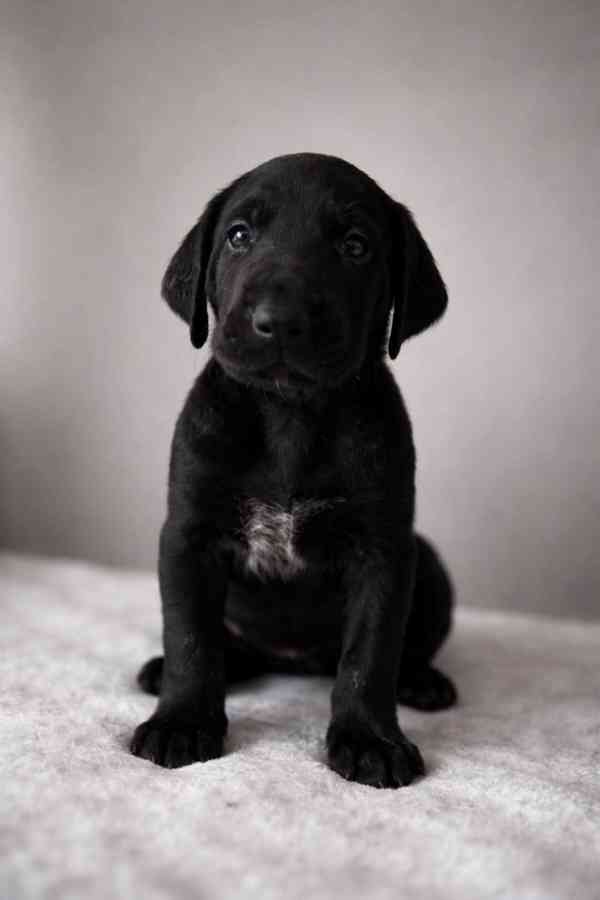 Německý ohař - foto 2