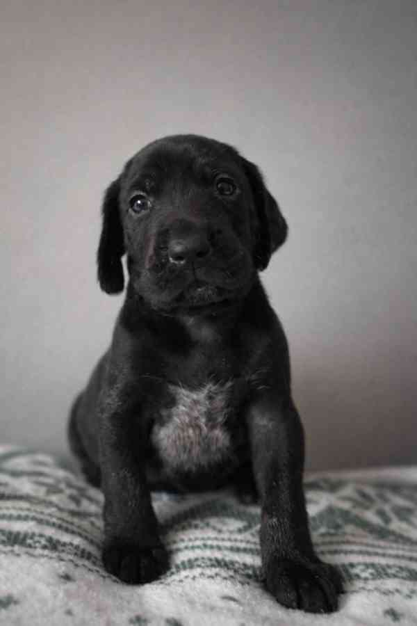 Německý ohař - foto 5