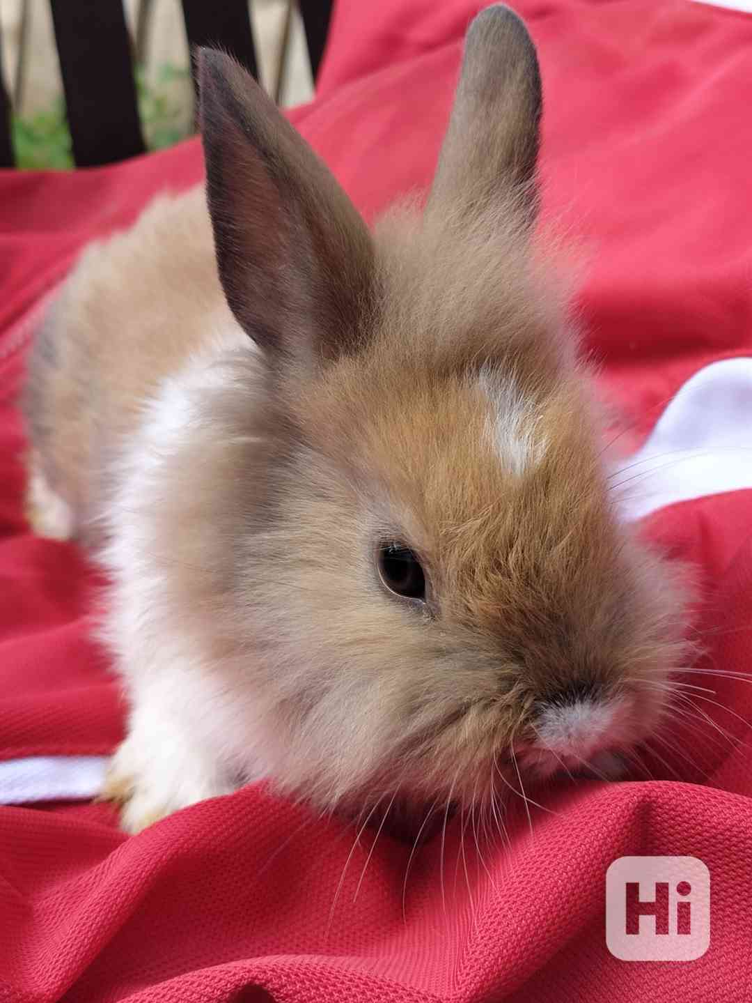 Zakrslí králík Teddy  - foto 1