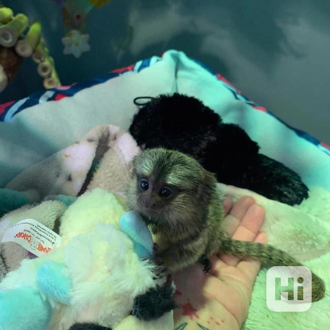 Rozkošný kosman k dispozici - foto 1