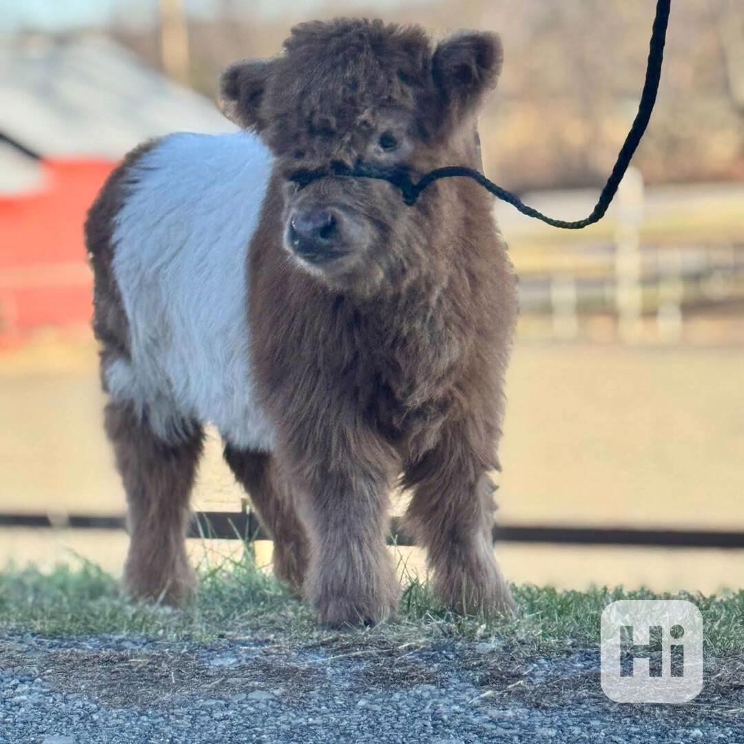 🐾 Mini skotské krávy - foto 1