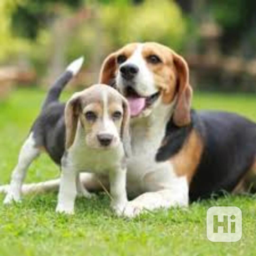 Roztomilá a okouzlující štěňata bígla Mám dvě rozkošná štěňa - foto 1