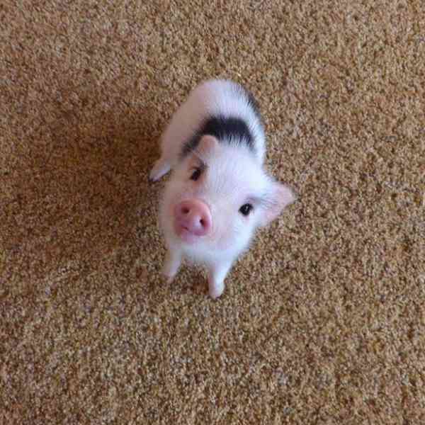 Zdravá prasata k prodeji 