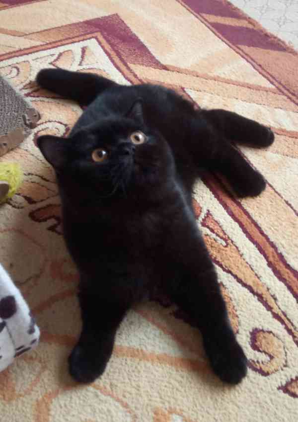 Britský kocourek s PP - foto 2