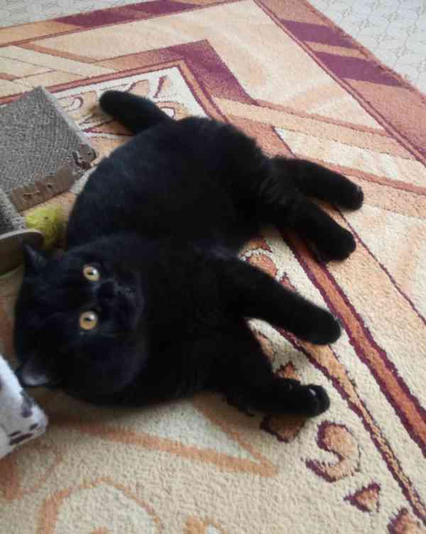 Britský kocourek s PP - foto 3