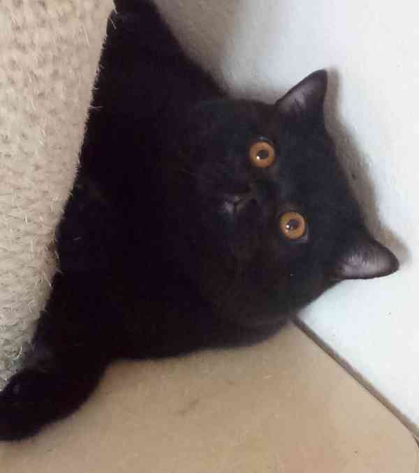 Britský kocourek s PP - foto 1