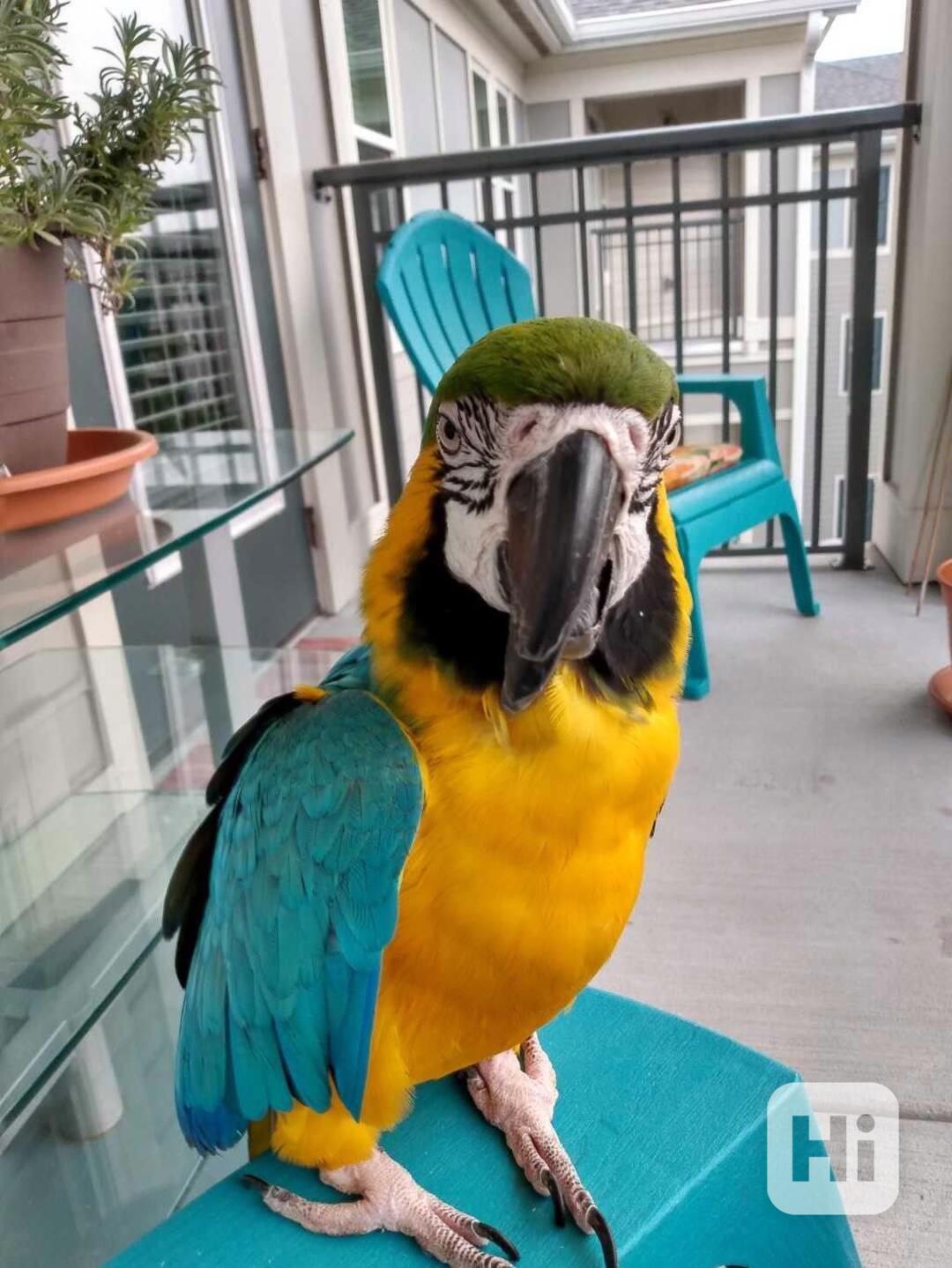 Zcela zdarma papoušci ara pro adopci zdarma   - foto 1