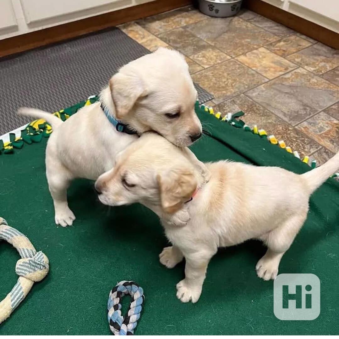 2 krásná štěňata labradora. - foto 1