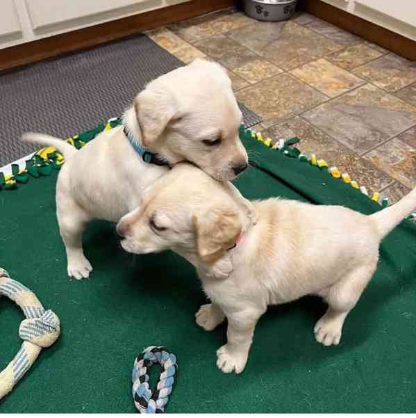 2 krásná štěňata labradora. - foto 1