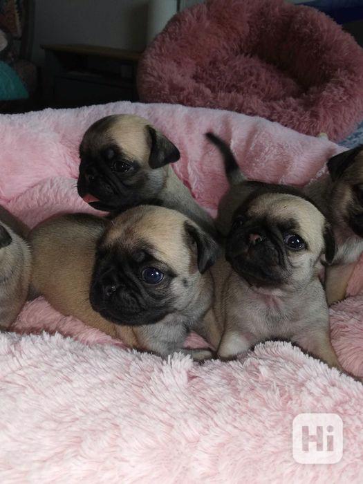 Denně veterinární prohlídky a odčervení. Krásná štěňata, vel - foto 1