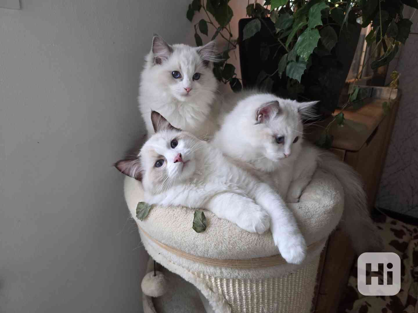 Ragdoll koťata s PP - foto 1