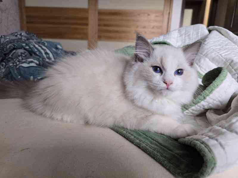 Ragdoll koťata s PP - foto 5