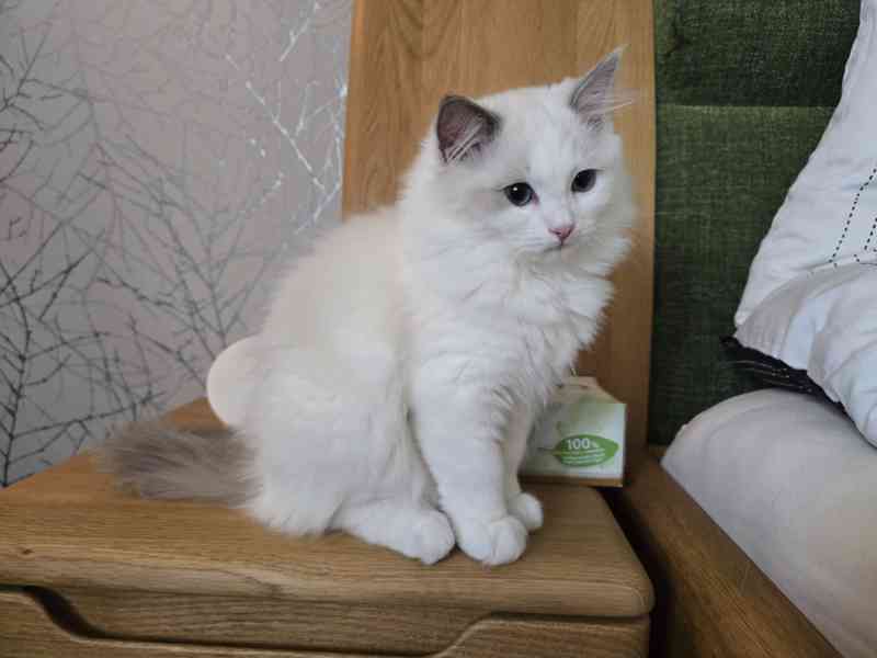 Ragdoll koťata s PP - foto 9