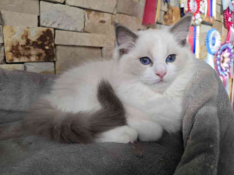 Ragdoll koťata s PP - foto 7