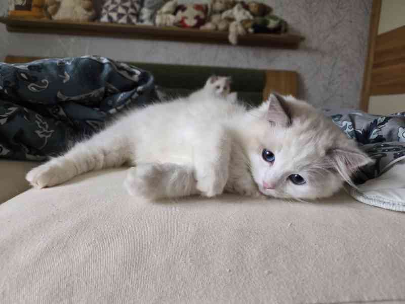 Ragdoll koťata s PP - foto 6