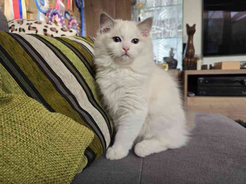 Ragdoll koťata s PP - foto 8