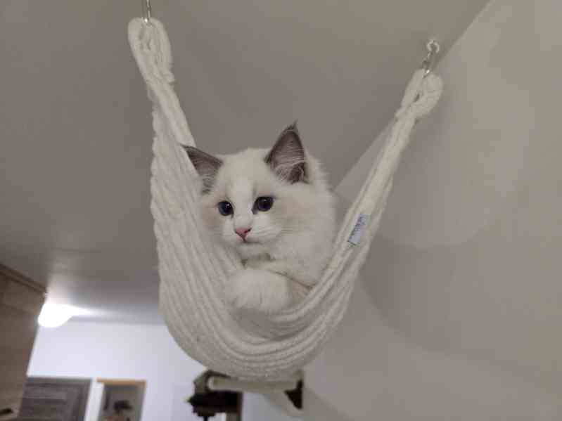 Ragdoll koťata s PP - foto 3