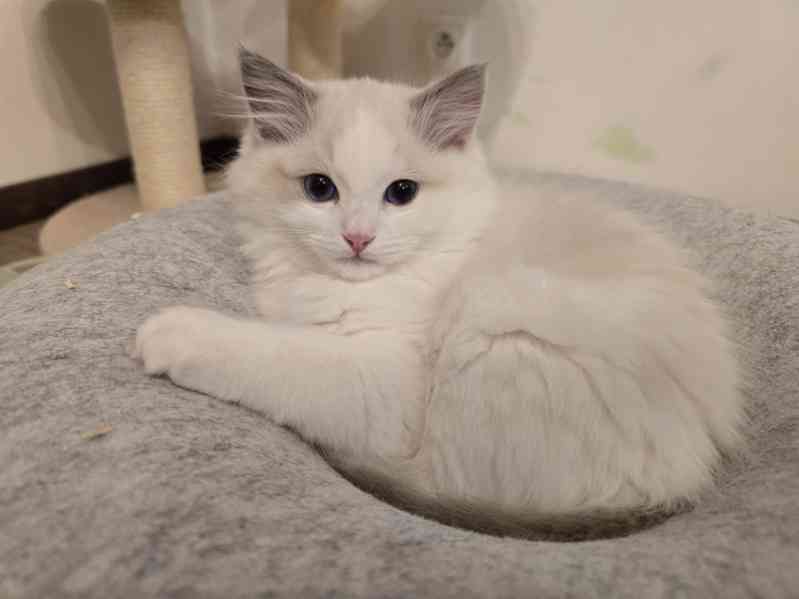 Ragdoll koťata s PP - foto 2