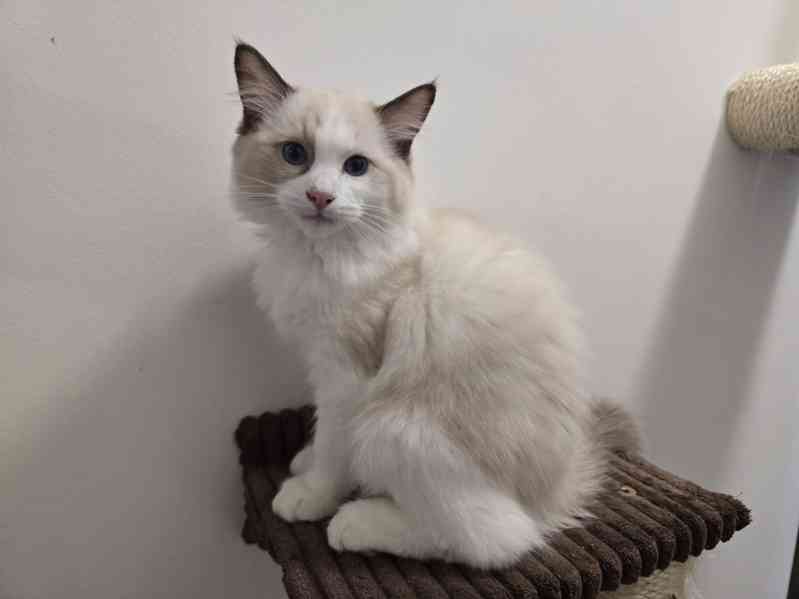 Ragdoll koťata s PP - foto 4