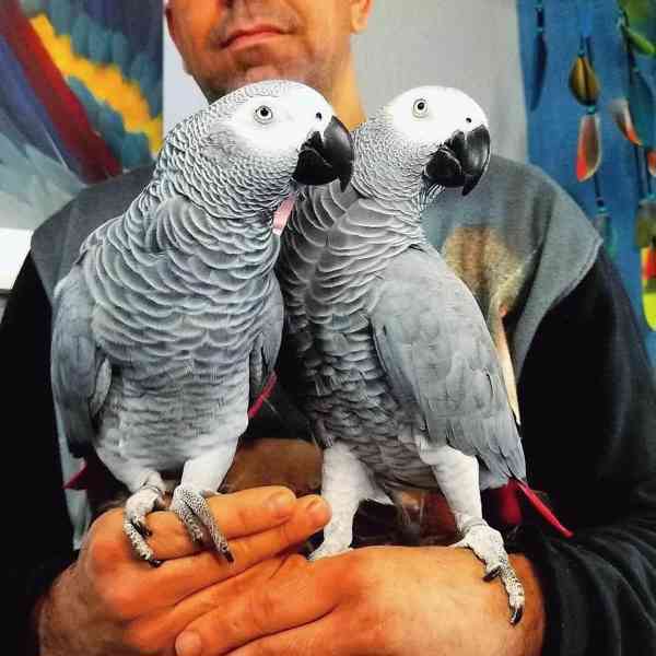 Krásní volní papoušci šedí z Afriky k dispozici  - foto 1