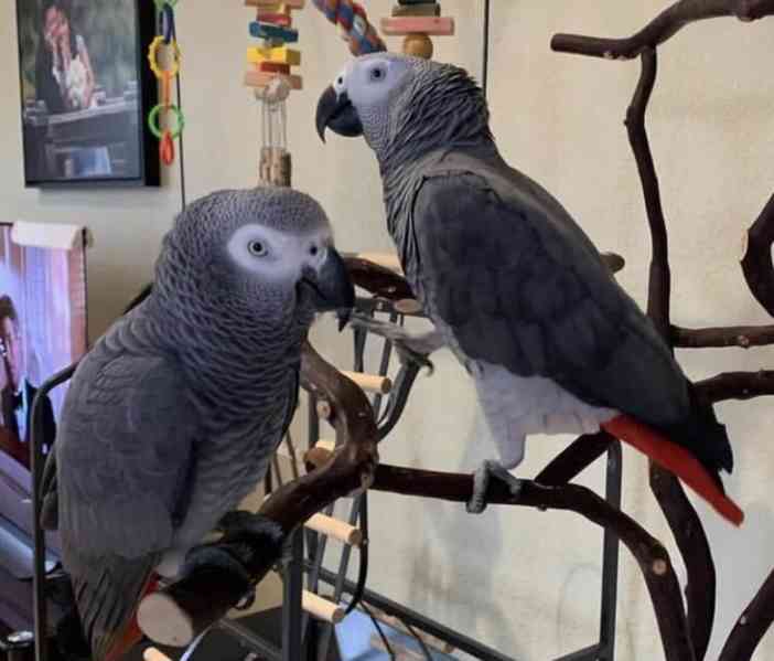 Krásní volní papoušci šedí z Afriky k dispozici  - foto 2