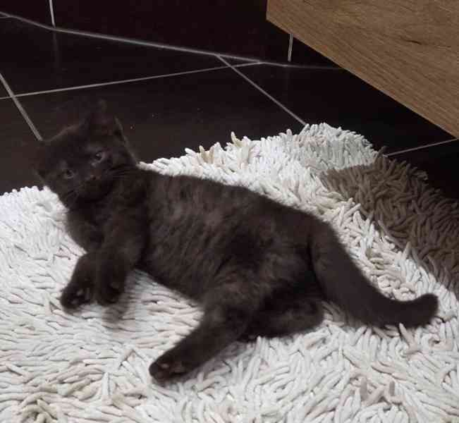 Moc mazliví, černobílí bráškové Ládík a Eliáš 2,5měsíční - foto 3