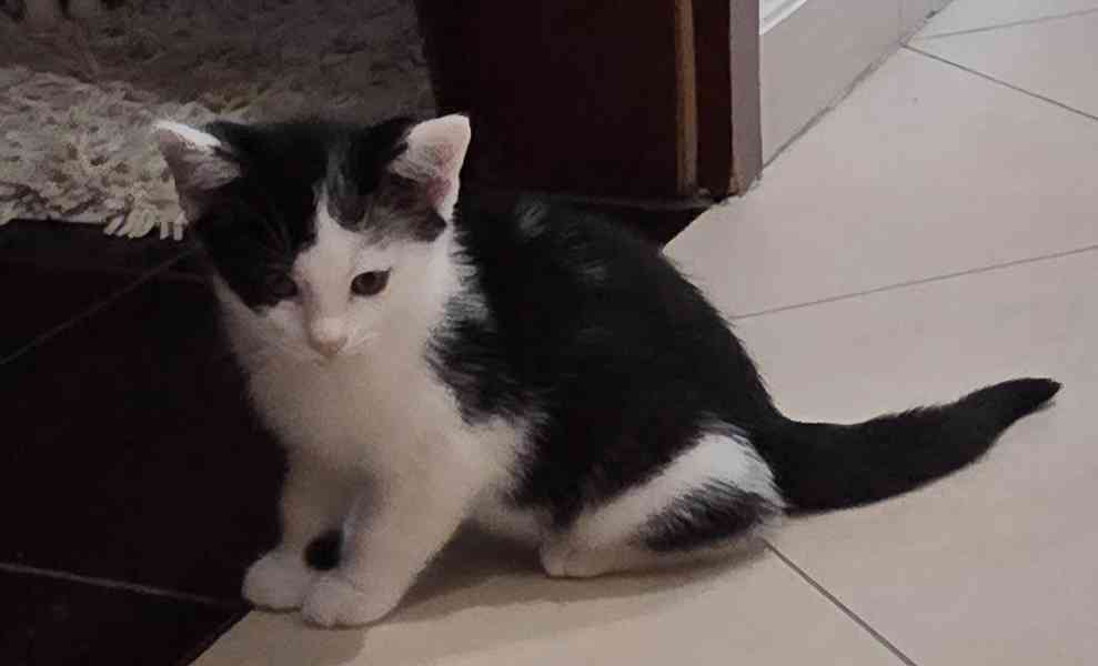 Moc mazliví, černobílí bráškové Ládík a Eliáš 2,5měsíční - foto 1