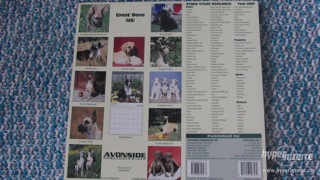 Great Dane (US) - Německá doga - kalendář 2007. - foto 2