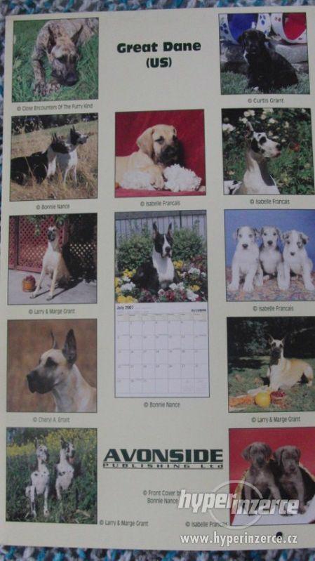 Great Dane (US) - Německá doga - kalendář 2007. - foto 3