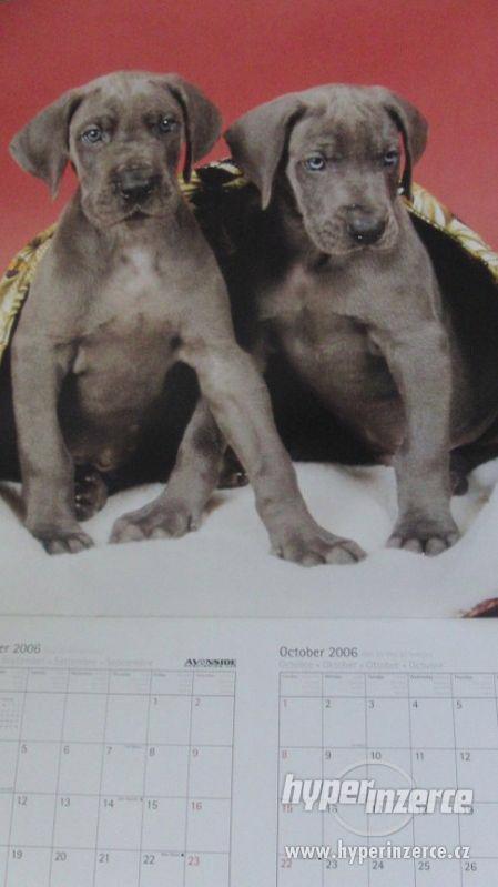 Great Dane (US) - Německá doga - kalendář 2007. - foto 4
