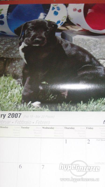Great Dane (US) - Německá doga - kalendář 2007. - foto 5