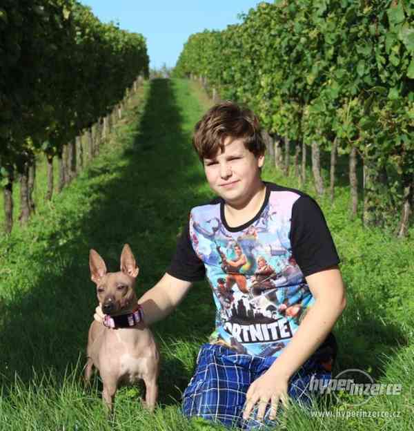 Americký bezsrstý teriér - foto 3