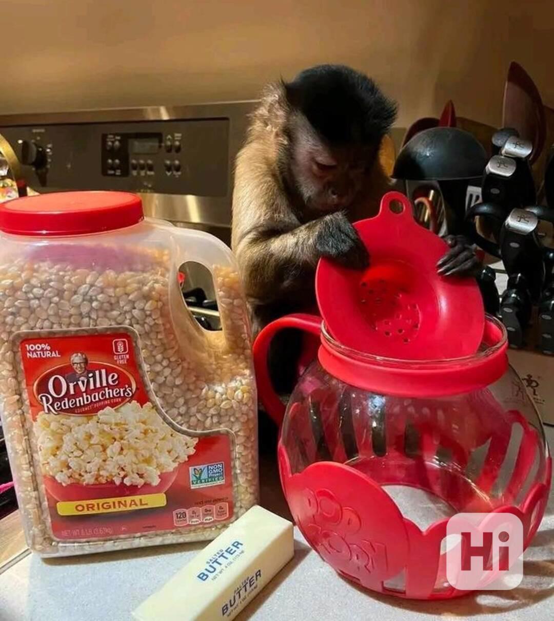  Domácí vycvičená kapucínská opice k dispozici pro dobrý dom - foto 1