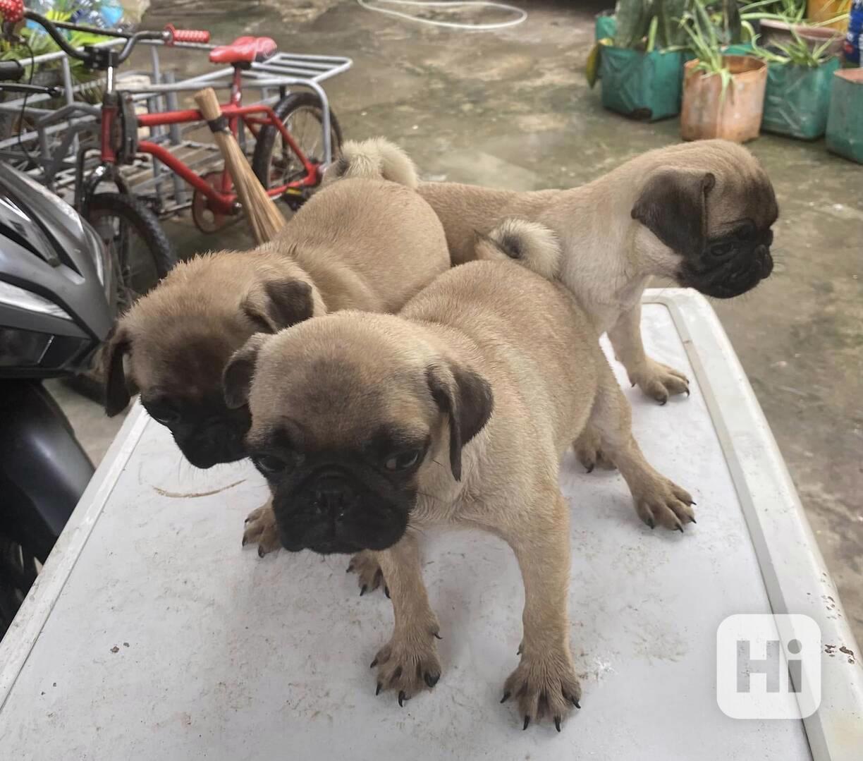 Mopsí štěňata jsou k dispozici k adopci, - foto 1