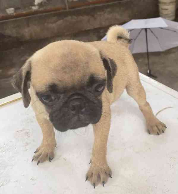 Mopsí štěňata jsou k dispozici k adopci, - foto 2