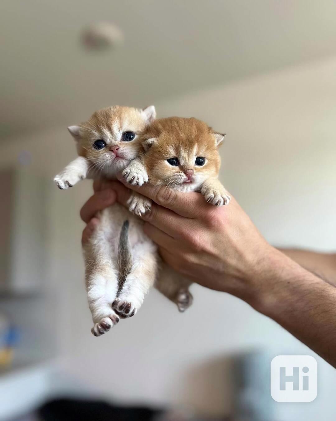 Děsivý Koťátka a samice skotského foldu k adopci zdarma  - foto 1