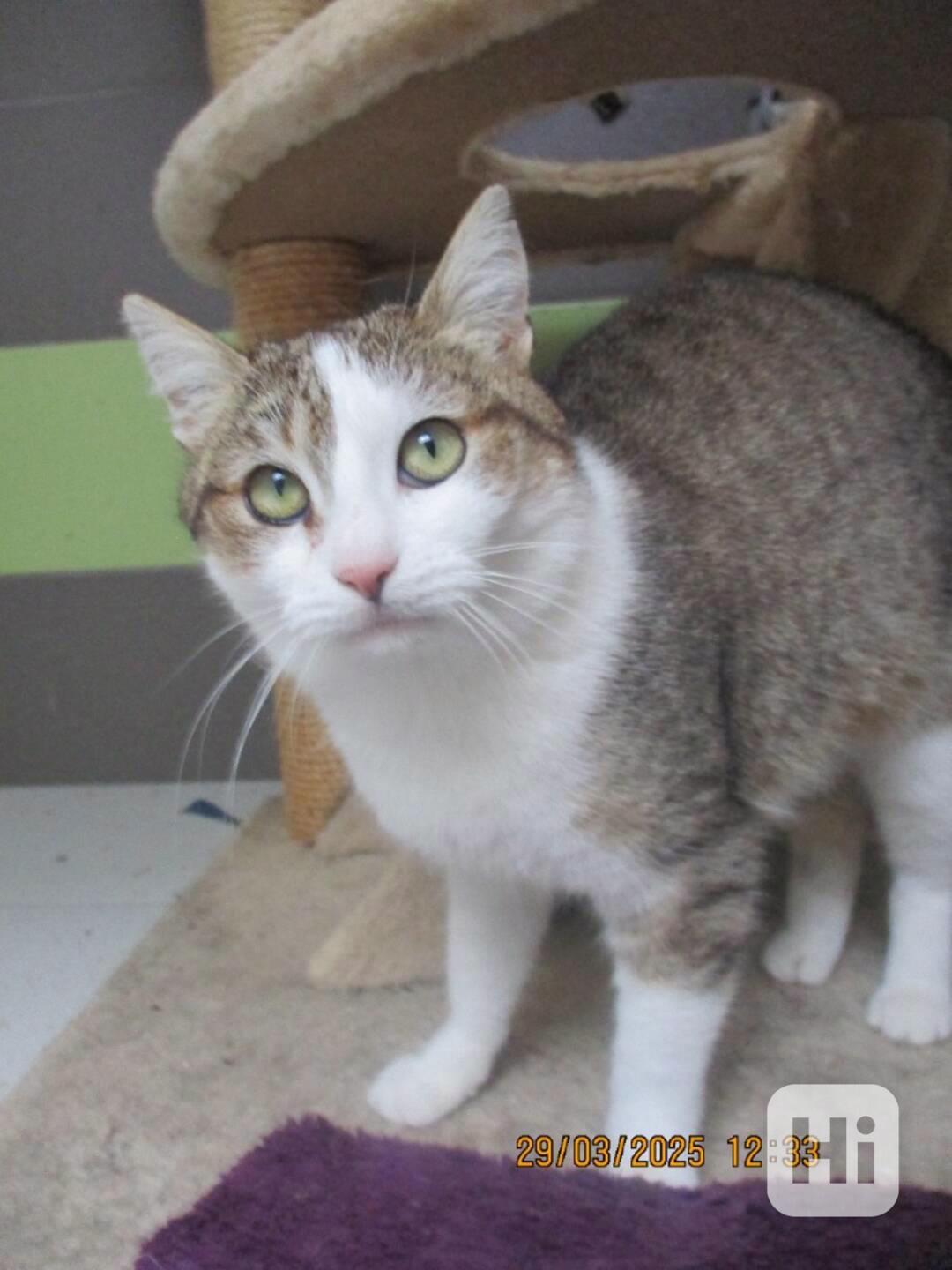 Elegantní kočička Gira zkrášlí domácnost - foto 1