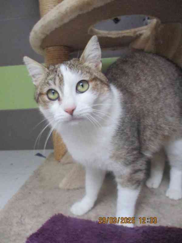 Elegantní kočička Gira zkrášlí domácnost - foto 1