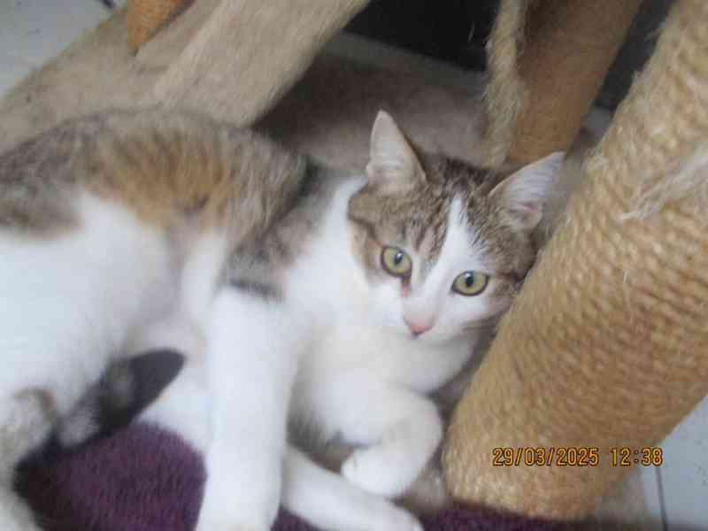 Elegantní kočička Gira zkrášlí domácnost - foto 3